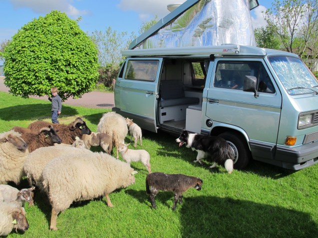 Schapen bij m'n Westy op het Poptop Spring Event in 2012